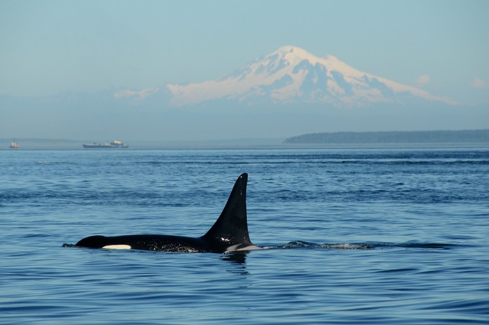 Slog PM: Orcas Have Rights in Port Townsend, Political Chaos in Peru, <em>NYT</em> Union Workers Organize Walkout